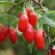 goji berry