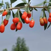 Fiore Lycium barbarum