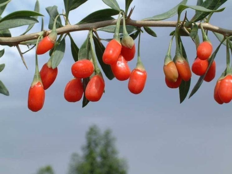 Fiore Lycium barbarum