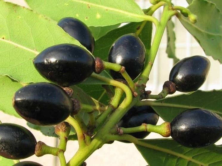 Bacche di alloro simili alle olive nella forma e nel colore