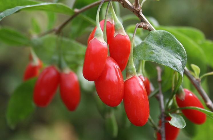 Goji Berry