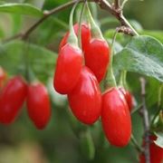 Le bacche di Goji cos come si presentano in natura.