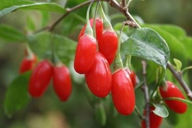 Le bacche di Goji cos come si presentano in natura.