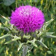 Silybum marianum