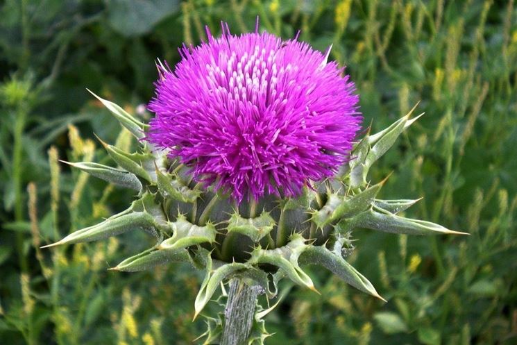 Silybum marianum