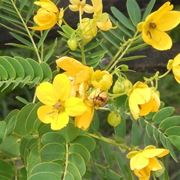 cassia pianta