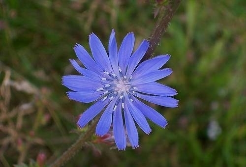 Risultati immagini per cicoria fiore