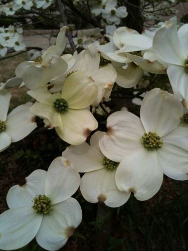 fiori corniolo