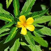 Damiana pianta, particolare fiore