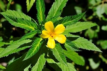 Damiana pianta, particolare fiore