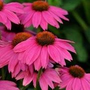 echinacea