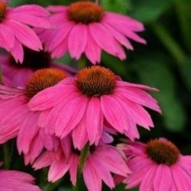 echinacea