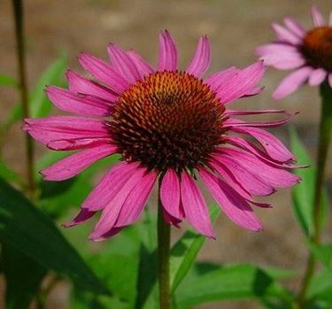 echinacea