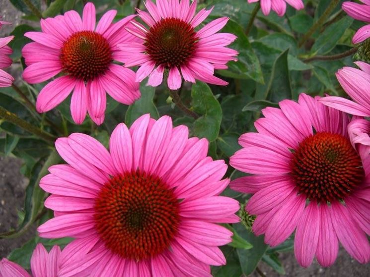 echinacea