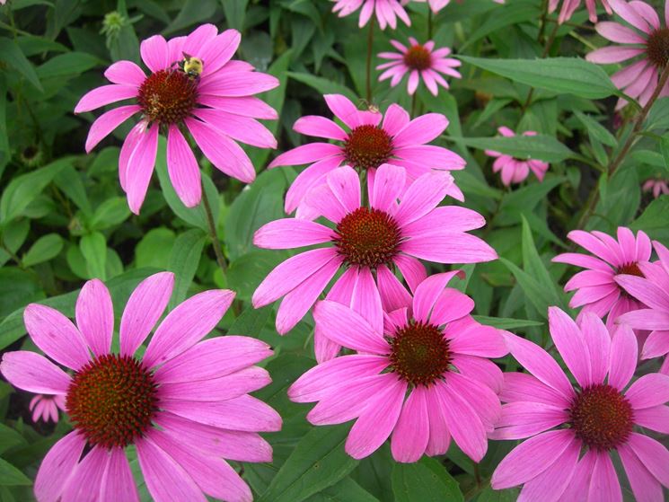 echinacea