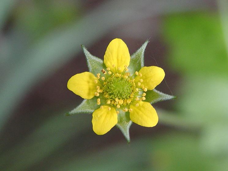 fiore Erba benedetta 