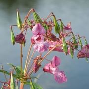 Impatiens glandulifera