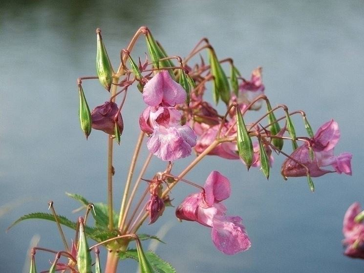 Impatiens glandulifera