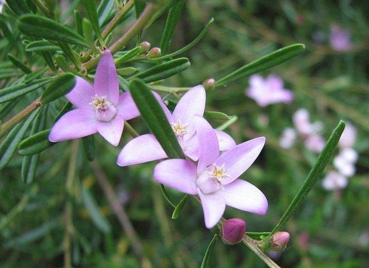 Il fiore di crowea contro lo stress