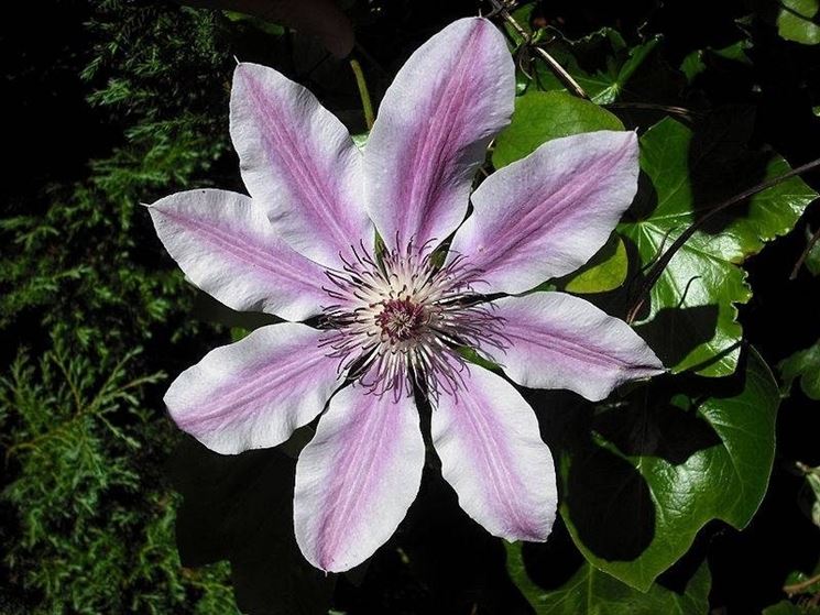 Fiore di clematis per la mancanza di concentrazione