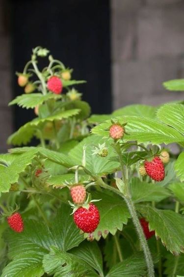 Fragaria 