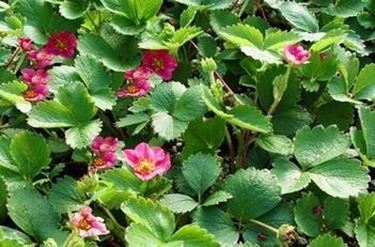 fragaria