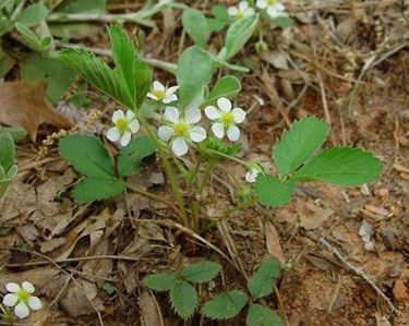 fragaria