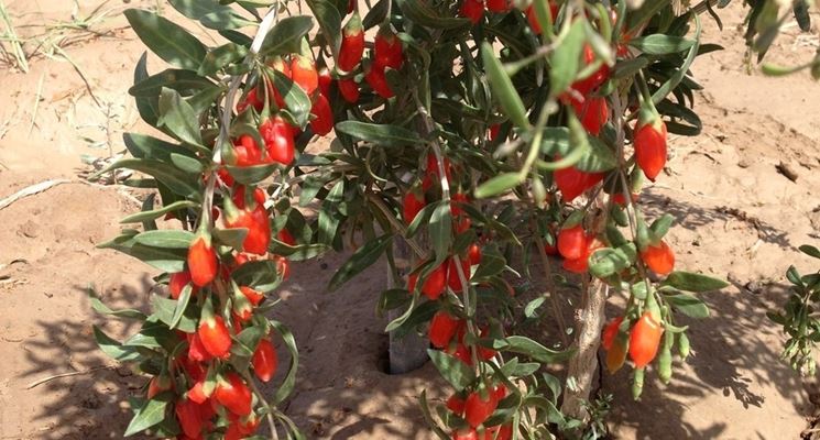 Pianta di bacca di Goji coltivata in proprio