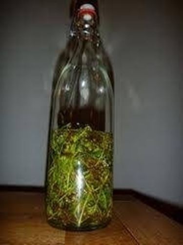 infuso genepi