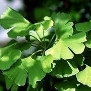 GINGKO BILOBA