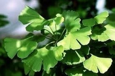 GINGKO BILOBA