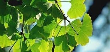 GINGKO BILOBA