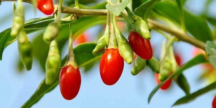 Bacche di goji