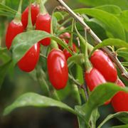 Bacche di Goji: Licyum Barbarum