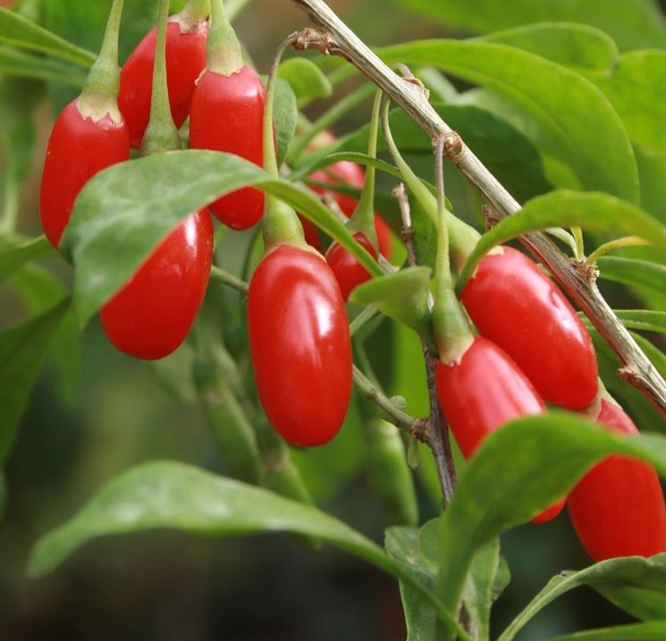 Bacche di Goji: Licyum Barbarum