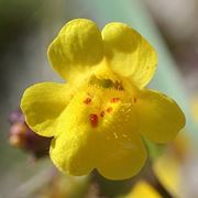 Il Mimulus guttatus