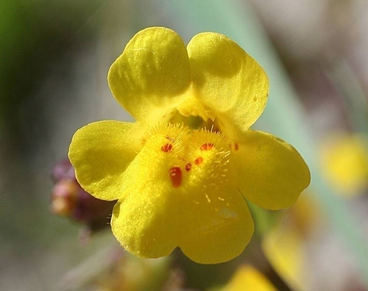 Il Mimulus guttatus