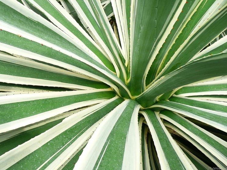 pianta agave