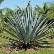 agave blu