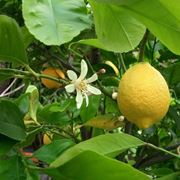 Frutto da cui si estrae il succo di bergamotto