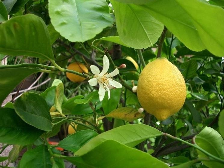 Frutto da cui si estrae il succo di bergamotto