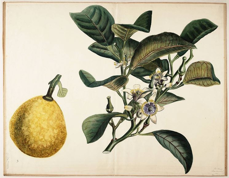 Citrus bergamia