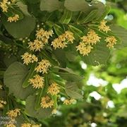 Tilia tomentosa