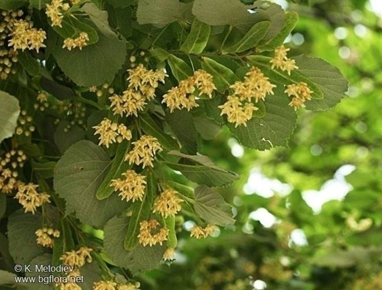 Tilia tomentosa