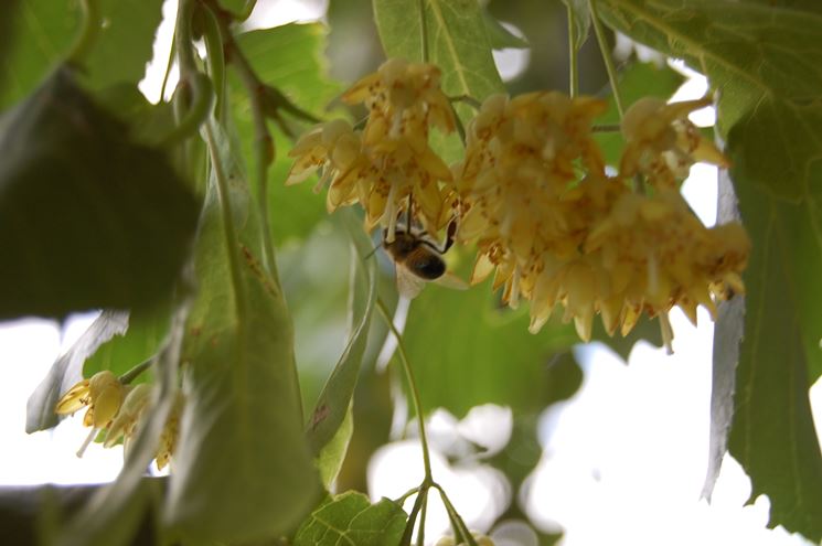 fiori di tilia