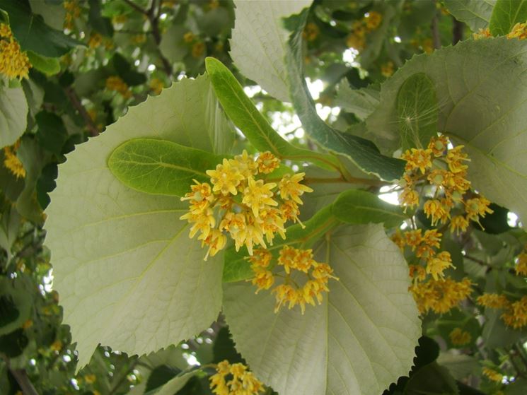 tilia tomentosa