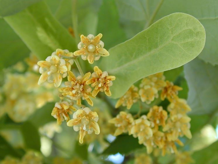 tilia tomentosa