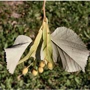 tilia tomentosa propriet