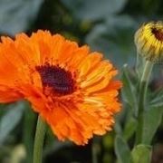 tintura madre calendula