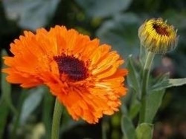 tintura madre calendula